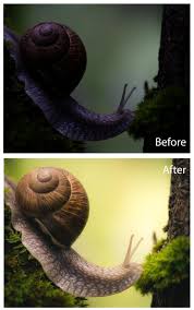 As nocturnal animals, snails are more active at night. Close Up Shot Of A Large Garden Snail With A Warm Soft Light Edit The Shadow Recovery Capabilities Of My Old Canon 6d Are Not Too Bad Are They Postprocessing