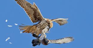 The saker has a maximum horizontal airspeed over 90 mph while the golden eagle has a horizontal speed of just over 80 mph. The Flying Owl Summarizes The Lightning Fast Prey Of The World S Fastest Flying Bird