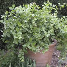 The jasmine family (jasminum spp.) contains about 200 species of plants. Arabian Jasmine Jasminum Sambac My Garden Life
