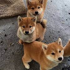 aww so adorable funny pet puppy japanes puppies shiba inu yavru kopek