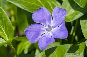 Image result for Vinca minor