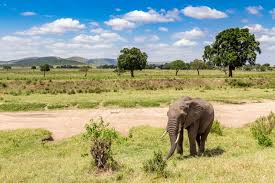 African Elephant In Masai Mara National Park Kenya Africa Paid Affiliate Sponsored Masai Elephant Kenya Mara In 2020 Animals Elephant Graphic