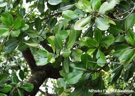 Image result for Calophyllum inophyllum