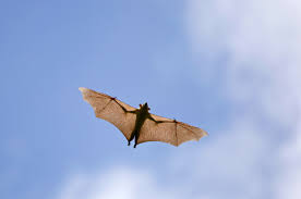 Inspect how and when bats are travelling in and out of the house, the place where they are actually residing, the type therefore, cut all the dried up trees and the masses of wood and dump them into the garage. Why Does Ebola Keep Showing Up In The Democratic Republic Of The Congo Scientific American