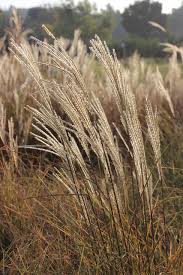 Image result for Miscanthus sinensis