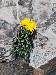 Image result for Hereroa glenensis