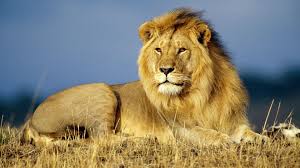 African Lion 1080p Hd Wallpaper Lion Pictures Lion Hd Wallpaper African Animals