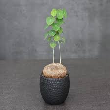 Image result for Stephania