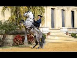 Refers to person, place, thing, quality, etc. Horse Riding Vacations In Southern Spain Seville For Families Groups