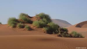 One adaptation of cacti are the spines that discourage animals from eating them, one adaptation of camels is the ability to eat things with spines, but the adaptations are geographically separated by a few thousand miles. The Last Drop How Plants Survive In The Desert Global Ideas Dw 19 04 2018