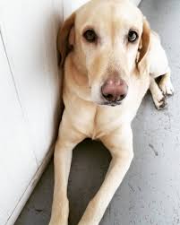 Find great dane in dogs & puppies for rehoming | 🐶 find dogs and puppies locally for sale or adoption in canada : Meet Your Gentle Giant The Labradane Aka The Great Dane Lab Mix Animalso