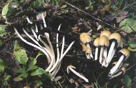 Image result for Coprinus micaceus