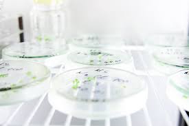 Suspension culture is a type of culture in which single cells or small aggregates of cells multiply while suspended in agitated liquid medium. What Is Suspension Culture Plant Cell Technology Your Partner In Plant Tissue Culture
