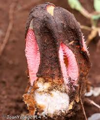 Image result for Hydnora abyssinica