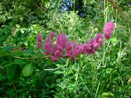 Image result for Spiraea douglasii