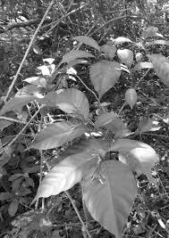 Image result for Tabernanthe elliptica