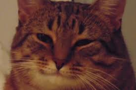 Ð¡Ð°Ð¼ÑÐ¹ Ð´Ð¾Ð±ÑÑÐ¹ Ð¼ÐµÐ¼ ÑÑÐ¾Ð´ÑÑÐµÐ³Ð¾ Ð³Ð¾Ð´Ð° Ð¿ÑÐ¸Ð´Ð°Ð» ÑÐ¾ÑÑÐ¸ÑÐ½Ð°Ð¼ ÑÐ¸Ð»: ÐÐµÐ¼Ñ: ÐÐ½ÑÐµÑÐ½ÐµÑ Ð¸ Ð¡ÐÐ:  Lenta.ru