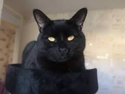 Black Cat Myths And Facts Busted Black Cat Appreciation Day Cats Sick Cat