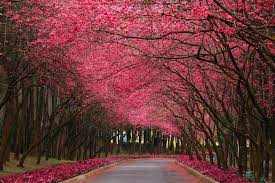 Maybe you would like to learn more about one of these? Flower Tree Wallpapers Top Free Flower Tree Backgrounds Wallpaperaccess