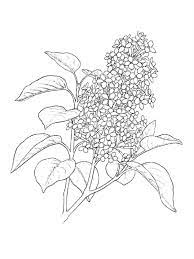 Planse de colorat cu flori; Desene Cu Liliac De Colorat Imagini È™i PlanÈ™e De Colorat Cu Flori De Liliac