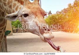 We did not find results for: Portrait Closeup Of A Giraffe With Its Tongue Hanging Out Portrait Closeup Of A Giraffe With Its Tongue Hanging Out Canstock