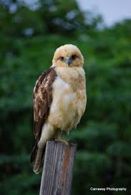 Birds Of Prey Cape Cod Hawaiian I O Hawk Animals Beautiful Pet Birds Animals