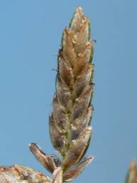 Image result for Pycreus flavescens