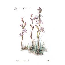 Image result for Disa baurii