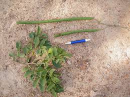 Image result for Cassia sieberiana