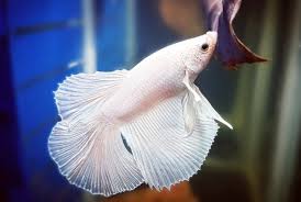 Betta Fish Losing Color All You Need To Know