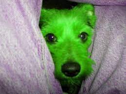 images?q=tbn:ANd9GcSqxD0RoW0ed8bDeN_oHzu