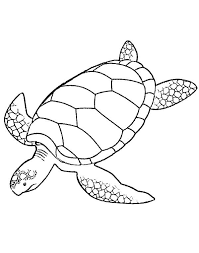 Though the artist kind of wings it instead of setting up a form with simple shapes, turtles have simple bodies which makes them easy to draw. Leatherback Turtle Coloring Page Novocom Top