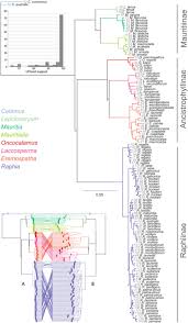 Image result for Eremospatha cuspidata