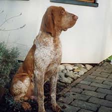 We have owned and hunted with bracco italianos since 2004. Bracco Italiano Dog Breed Information American Kennel Club