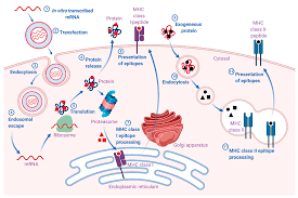 Mrna vaccines bypass this step. Pharmaceutics Free Full Text Opportunities And Challenges In The Delivery Of Mrna Based Vaccines Html