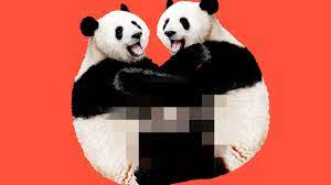 Lousy Libidos: Why Do Pandas Have So Little Sex? - The New York Times