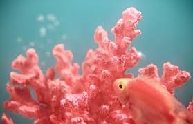 Pantone Color Institute S 2019 Color Of The Year Living Coral Coral Color Pantone Color Of The Year