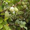 In addition, many prefer ficus pumila var. Https Encrypted Tbn0 Gstatic Com Images Q Tbn And9gcqkspvdxctveoy3cf13vhtt9xx6vficbg2 Cda Lyh9zyv0kcxa Usqp Cau