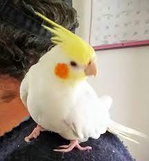 George Pet Birds Funny Birds Beautiful Birds