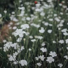 Image result for Agrostemma