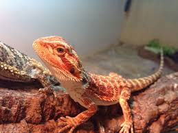 Maybe you would like to learn more about one of these? Red Het Trans Baby Bearded Dragon Manchester Greater Manchester Pets4homes