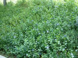 Image result for Vinca major