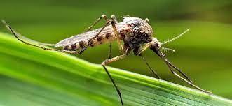 I will list a number of methods to control mosquitoes below, including natural mosquito control is mostly related with water. Mosquitoes Love Maryland Virginia And Washington D C