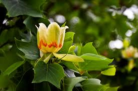 Check spelling or type a new query. Spring In Northern Virginia Stephen L Tabone Nature Photography