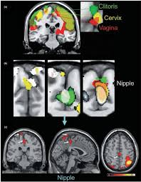 Histological studies revealed atelectasis in the lungs; Brain Activation Patterns Derived From Fmri Scans During Stimulation Of Download Scientific Diagram