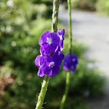 Image result for Stachytarpheta indica