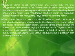 Sekresi adh ini dikendalikan oleh konsentrasi air dalam darah. Anatomi Fisiologi Sistem Perkemihan Ppt Download