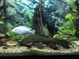 Daher würde gerne ein wels aquarium einrichten. Fensterputzer Fisch Lebensweise Und Haltung Vom Wels Berufungtier De Tierblog
