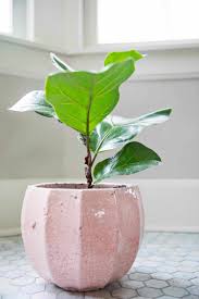Fiddle leaf fig trees are tropical plants. 5 Tips For Caring For Fiddle Leaf Figs A Beautiful Mess