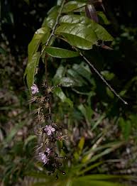 Image result for Hirtella zanzibarica